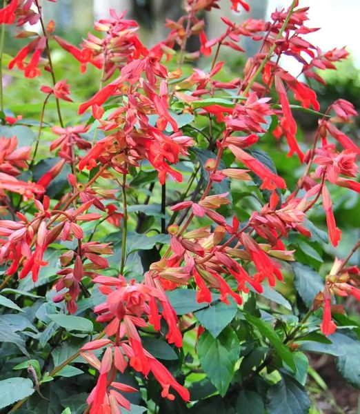 Salvia 'Ember's Wish'